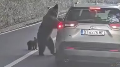 Мечка с малко нападна в Румъния футболен деятел от Горна Оряховица, оперираха го