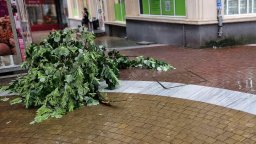 Буря събори дърво и смачка коли в община Родопи