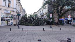 Огромно дърво се разцепи и рухна в пешеходния център на Русе (видео)