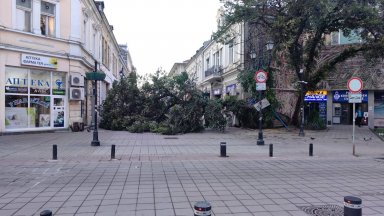 Огромно дърво се разцепи и рухна в пешеходния център на Русе (видео)