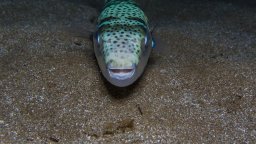 Опасност в Егейско море: Силно отровната риба балон достигна водите на Атина