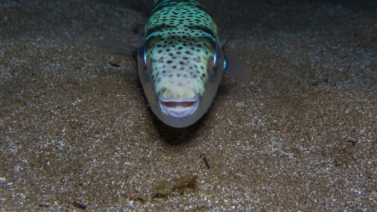 Опасност в Егейско море: Силно отровната риба балон достигна водите на Атина