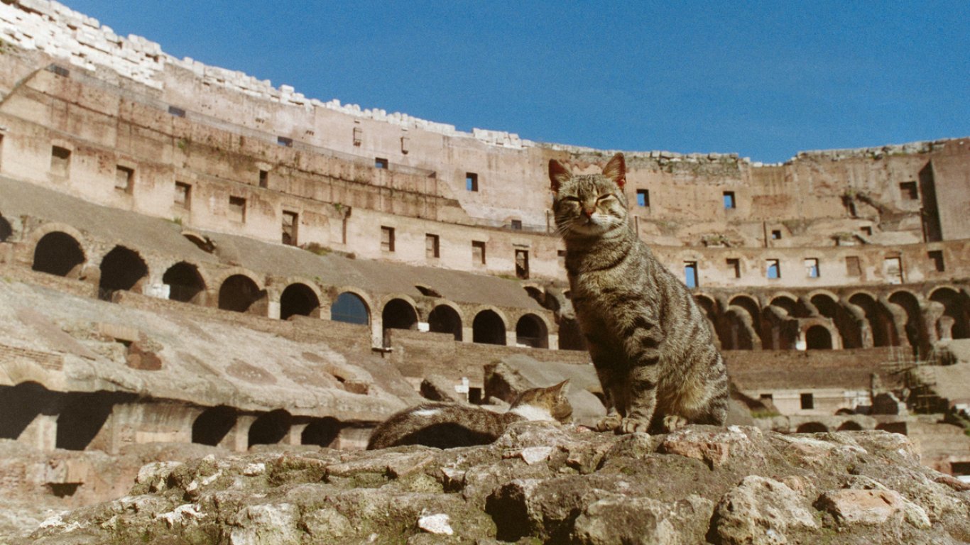ArcheoRunning стартира туристическа обиколка в Рим, съчетаваща бягане и посещение на котешки колонии