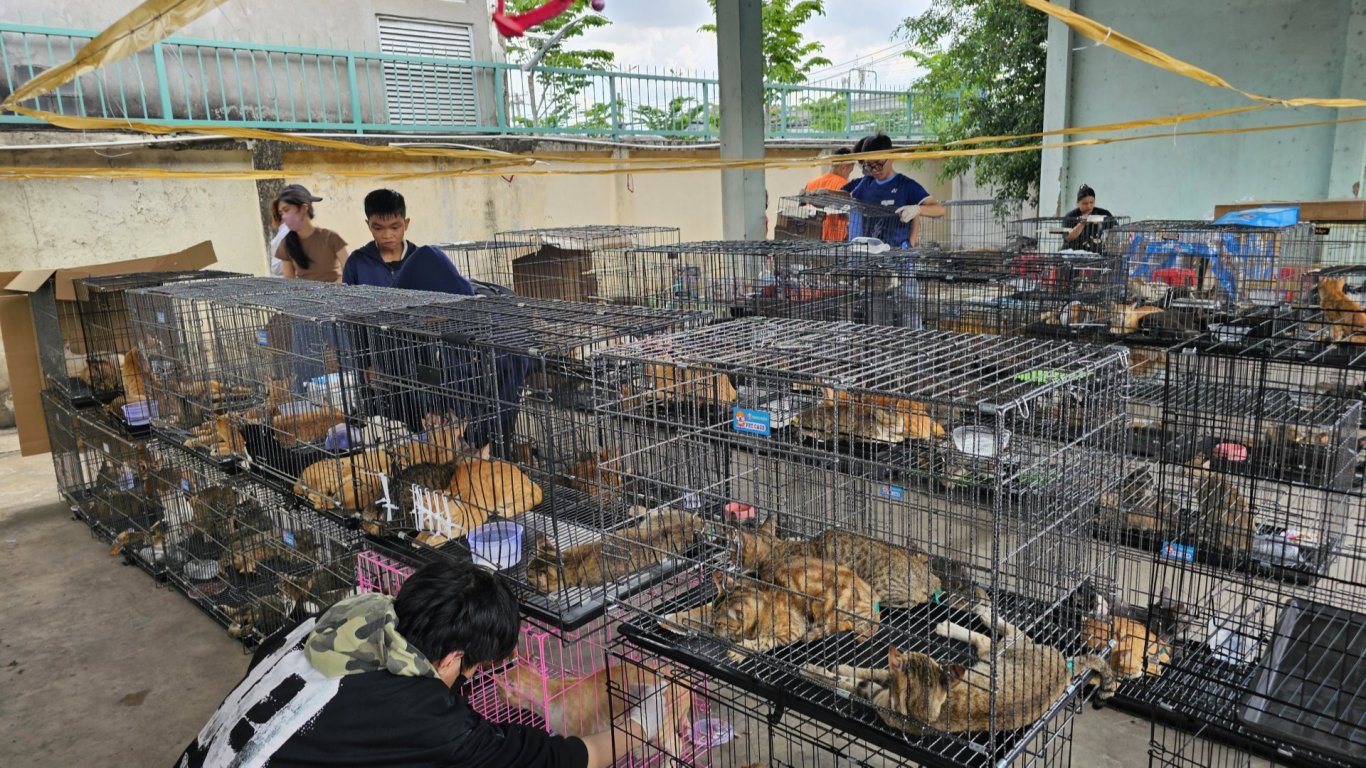 Виетнамска полиция спаси стотици котки при акция срещу незаконен трафик