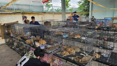 Полицията във Виетнам спаси от изяждане над 400 котки при акция срещу престъпна групировка