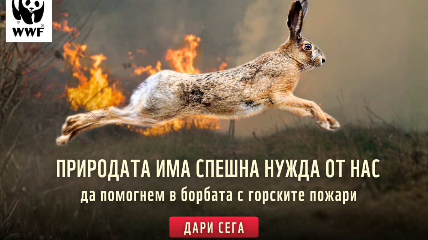 WWF: Защитата на българските гори от пожари е недостатъчна