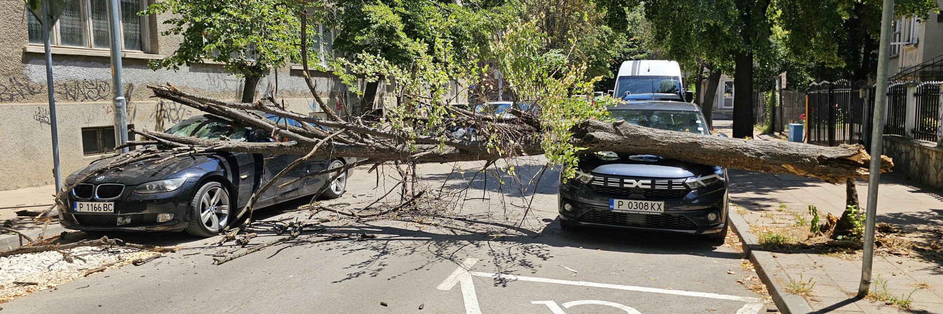 Дърво падна и смачка две коли в центъра на Русе (снимки)