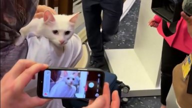 Котката Локум открадна шоуто на срещата на върха на НАТО в Анкара (видео)