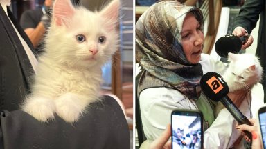Котката Локум открадна шоуто на срещата на върха на НАТО в Анкара (видео)