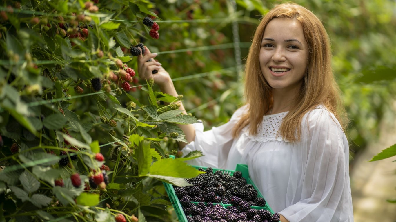 На 20 юли 2026 г българският производител на млечни продукти