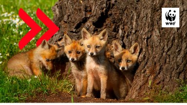 WWF България и УниКредит Булбанк с дарителска кампания за опазване на българската природа