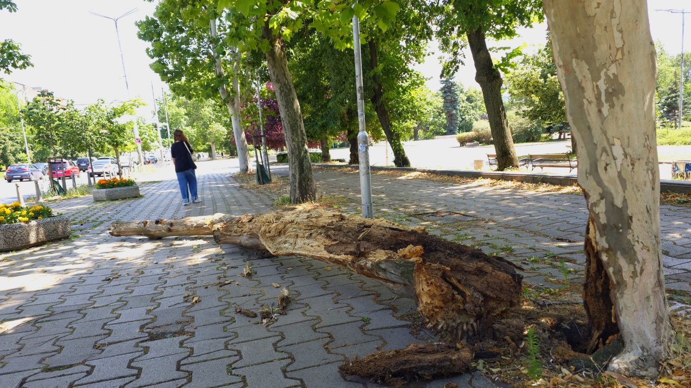На 22 юли 2026 година дърво се разцепи и падна