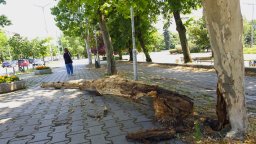 Изгнило дърво се разцепи и падна близо до Софийския университет (снимки)