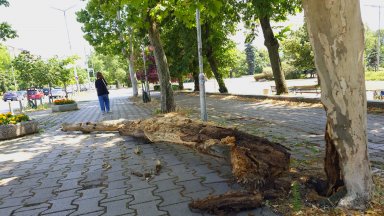 Изгнило дърво се разцепи и падна близо до Софийския университет (снимки)