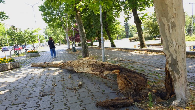 Изгнило дърво се разцепи и падна близо до Софийския университет (снимки)