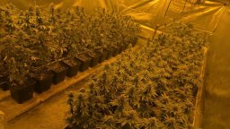 Баща и син в пловдивско село отглеждали марихуана и продавали кокаин и синтетична дрога