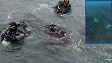 Водолази заснеха "гробище" на бебета делфини край Приморско (видео)