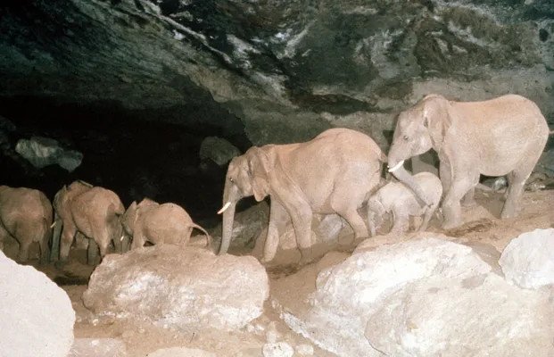 Гигантите използват бивните си, за да извличат парчета сол от стените на пещерата, които дъвчат и поглъщат