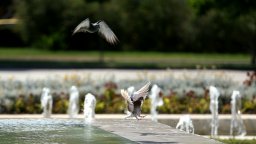 Жега и днес: Жълт код за високи температури е обявен за цялата страна