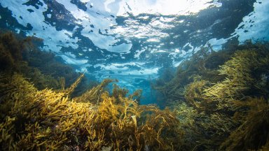 Кафяви водорасли заляха карибските плажове