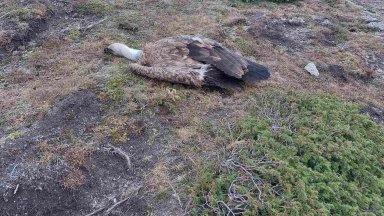 До 5 години затвор грози човека, отровил лешоядите край Калофер