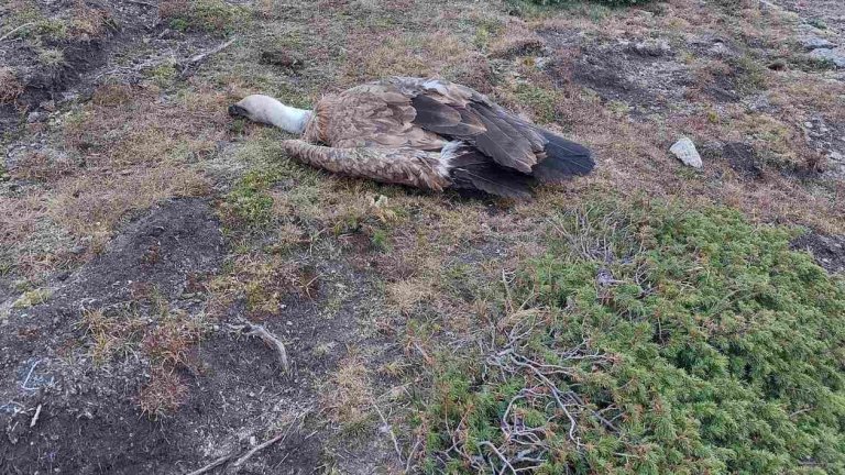 До 5 години затвор грози човека, отровил лешоядите край Калофер